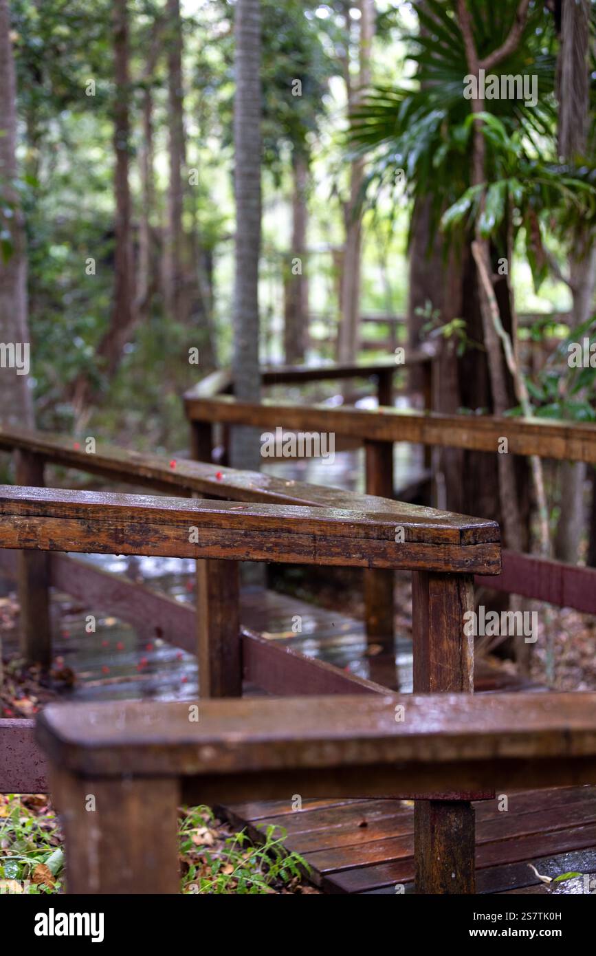 Gros plan d'une balustrade en bois humide sur une promenade dans la forêt de brousse Banque D'Images