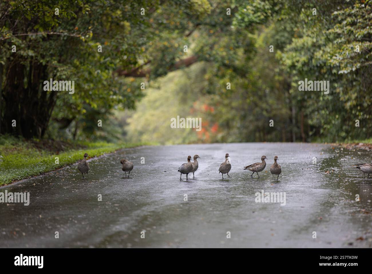 Groupe de canards traversant une route humide dans un Bush luxuriant et pluvieux en Australie Banque D'Images