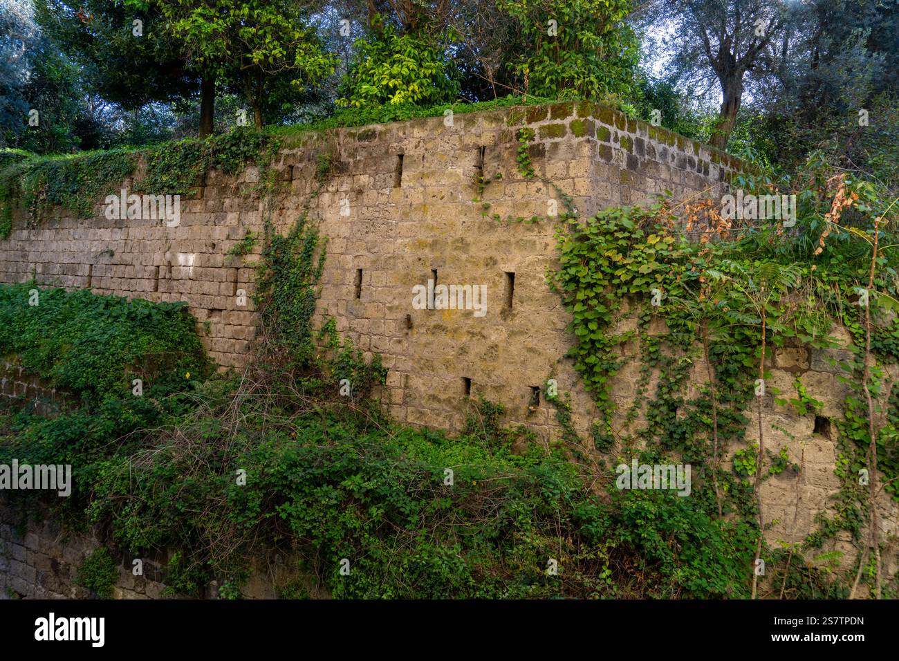 Lierre poussant sur le mur de la ville du 16ème siècle à Sorrente, Italie. Banque D'Images