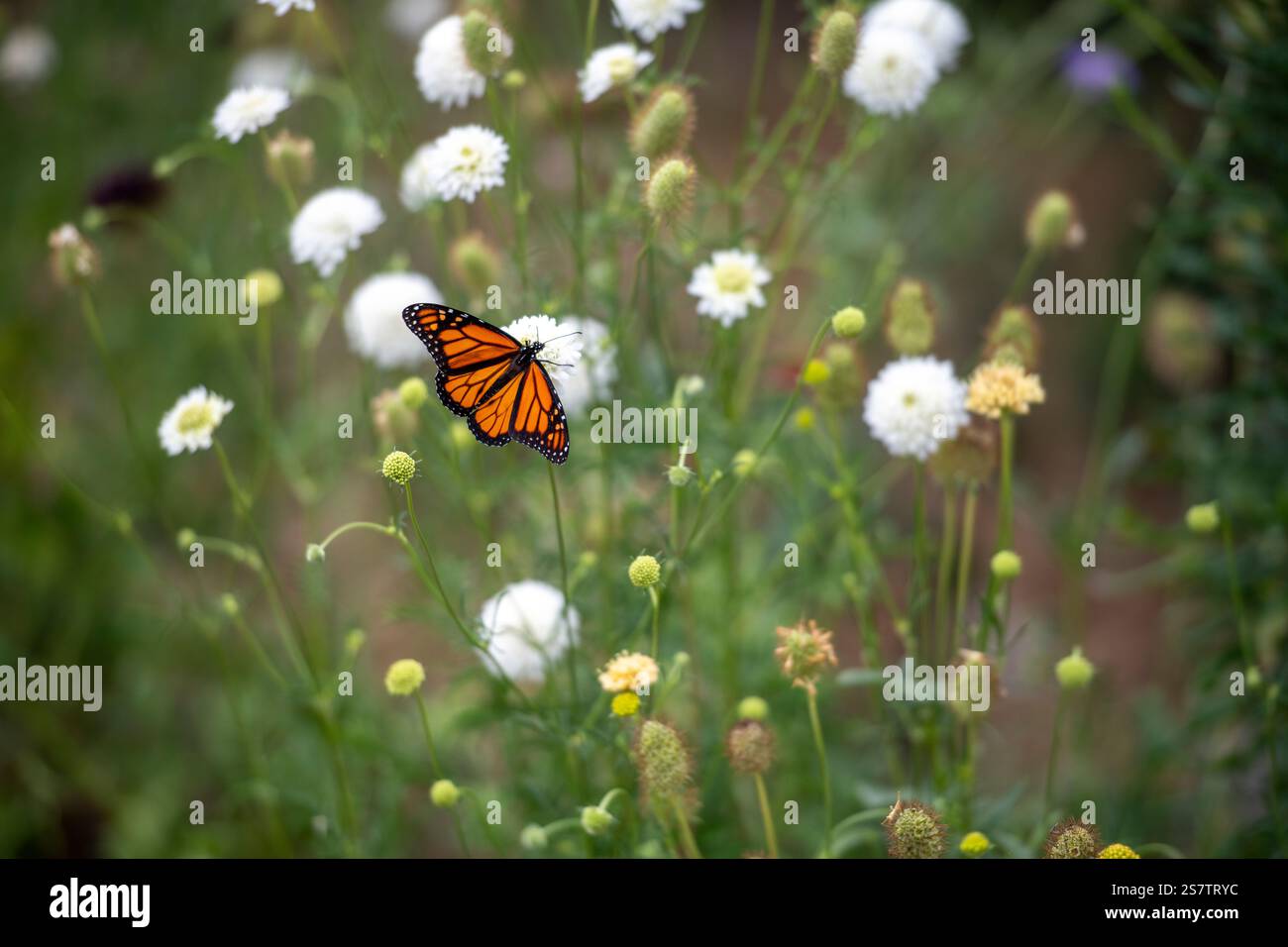 Papillon monarque débarquant sur une fleur sauvage blanche Banque D'Images