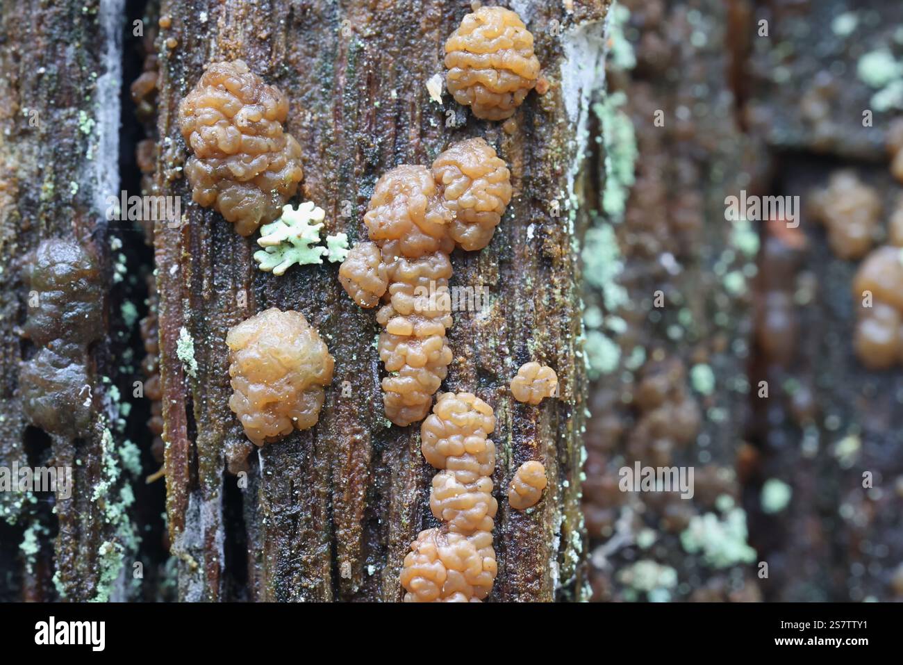 Dacrymyces enatus, un champignon de la gelée de Finlande, pas de nom anglais commun Banque D'Images Dacrymyces enatus, un champignon de la gelée de Finlande, pas de nom anglais commun Banque D'Images