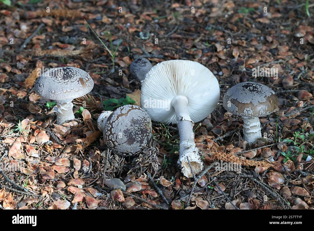 Amanita excelsa, connue sous le nom de Gray Spotted Amanita ou European False Fushusher, champignon sauvage de Finlande Banque D'Images