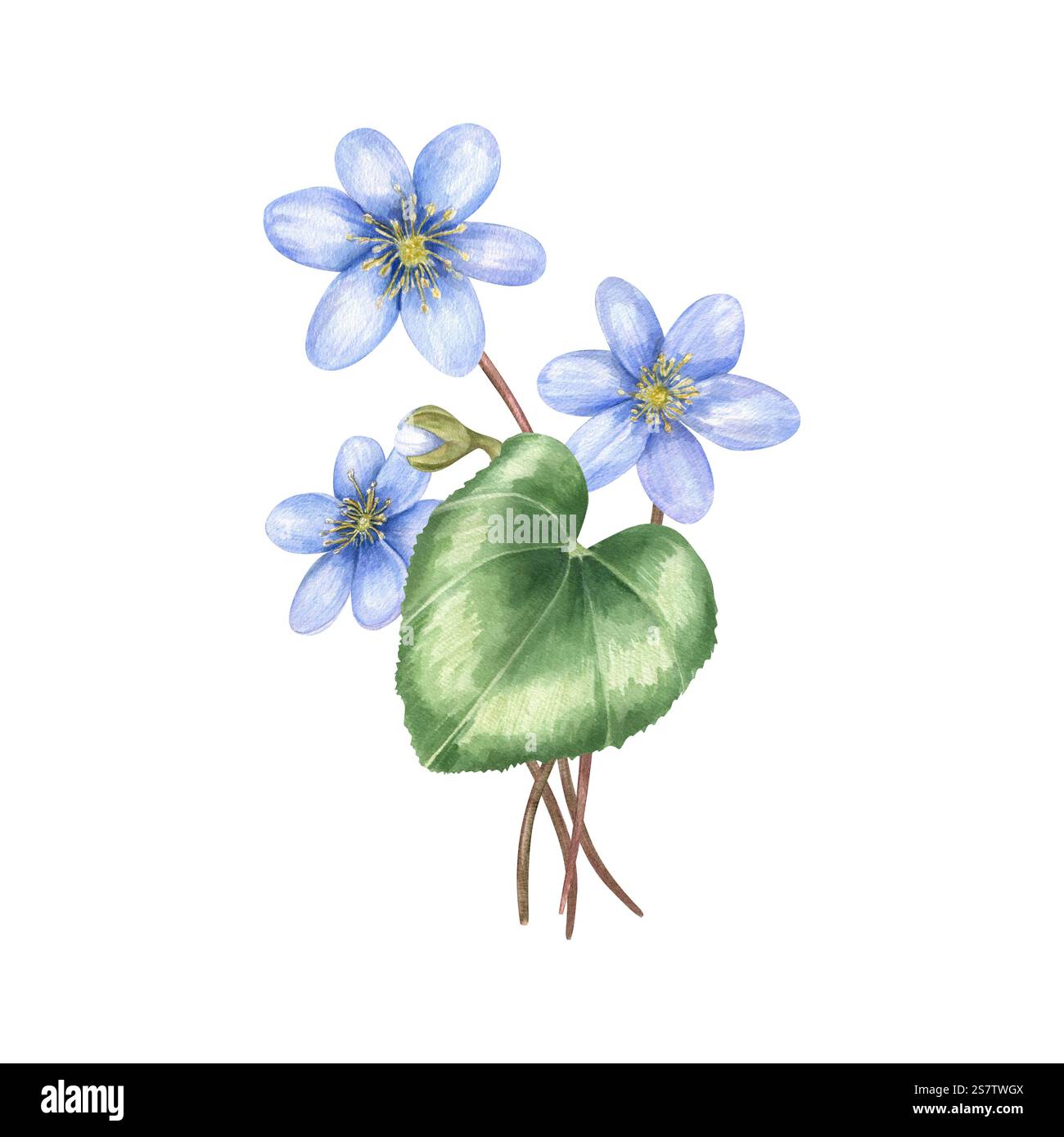 Aquarelle premier printemps fleurs d'hepatica bleu avec illustration de feuille verte. Bouquet de taillis forestiers. Composition florale pour carte de voeux Banque D'Images