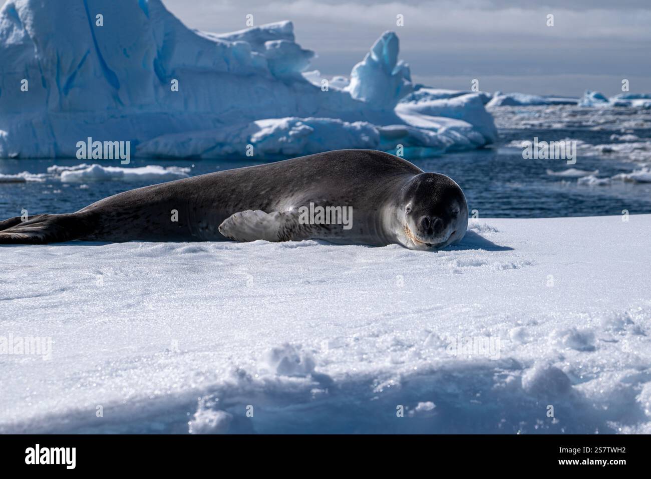 Chiot léopard en Antarctique. Banque D'Images