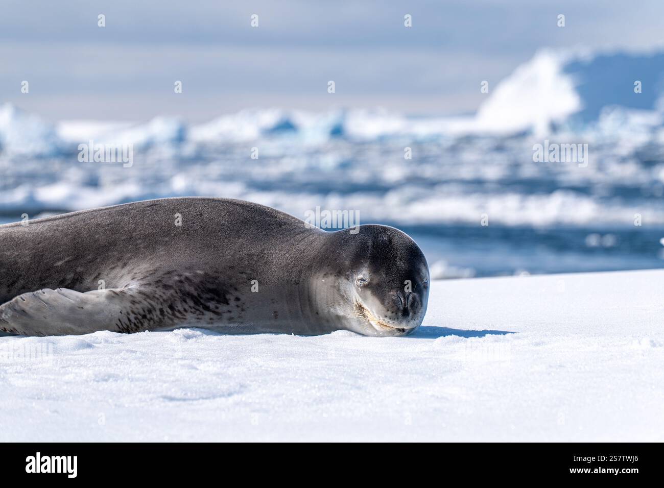 Chiot léopard en Antarctique. Banque D'Images