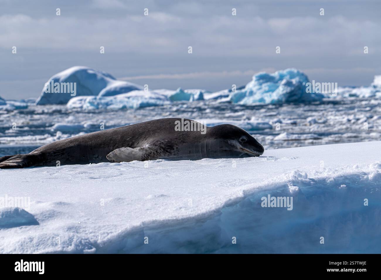 Chiot léopard en Antarctique. Banque D'Images