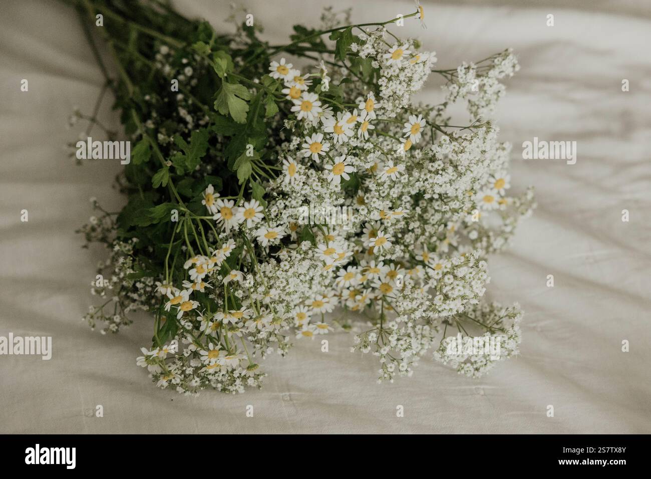 Grappe de marguerites et le souffle de bébé dans une mise au point douce avec des tons chauds Banque D'Images