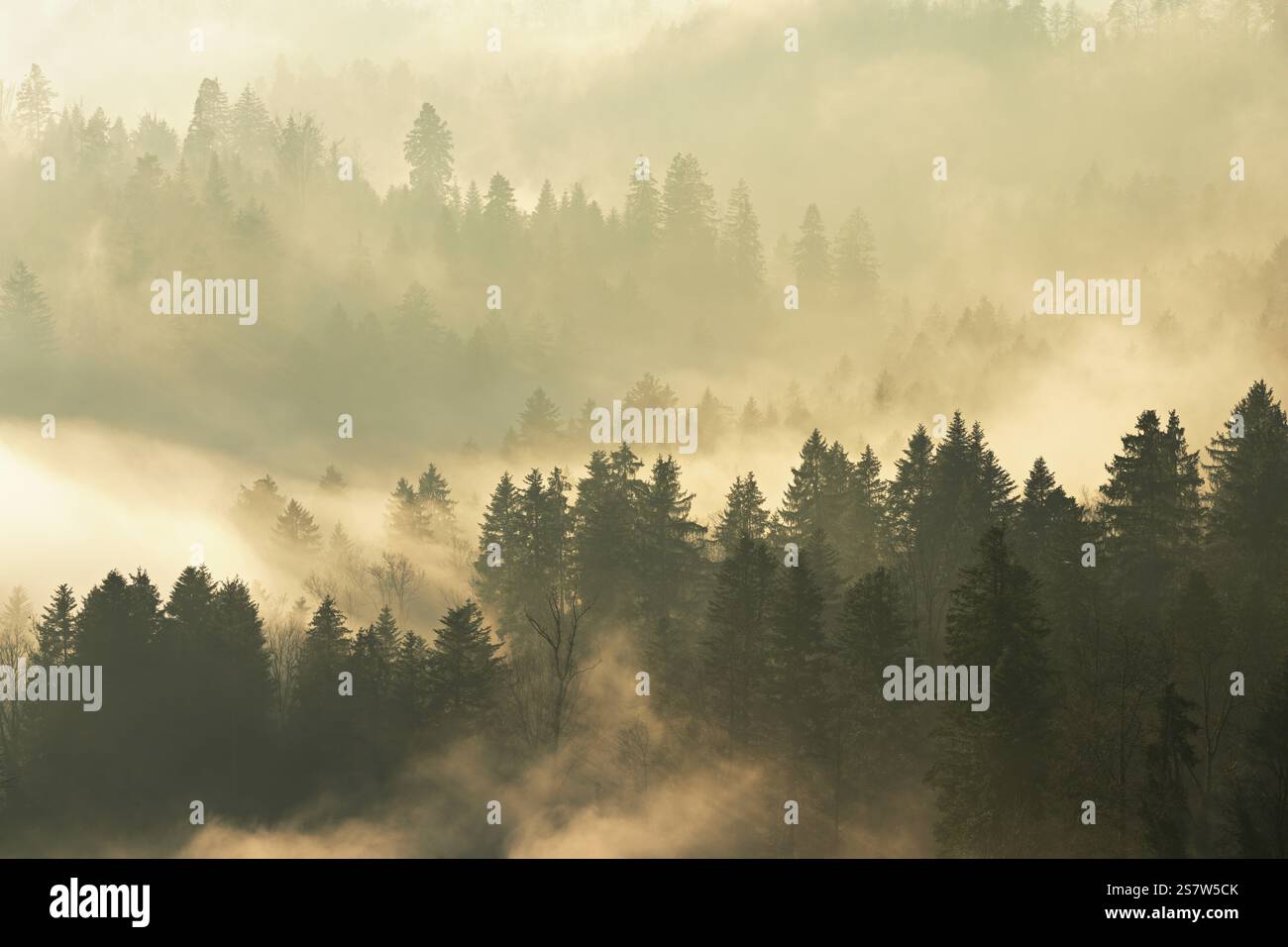 Brouillard et forêt à la lumière du soleil couchant, Baar, Canton Zoug, Suisse, Europe Banque D'Images