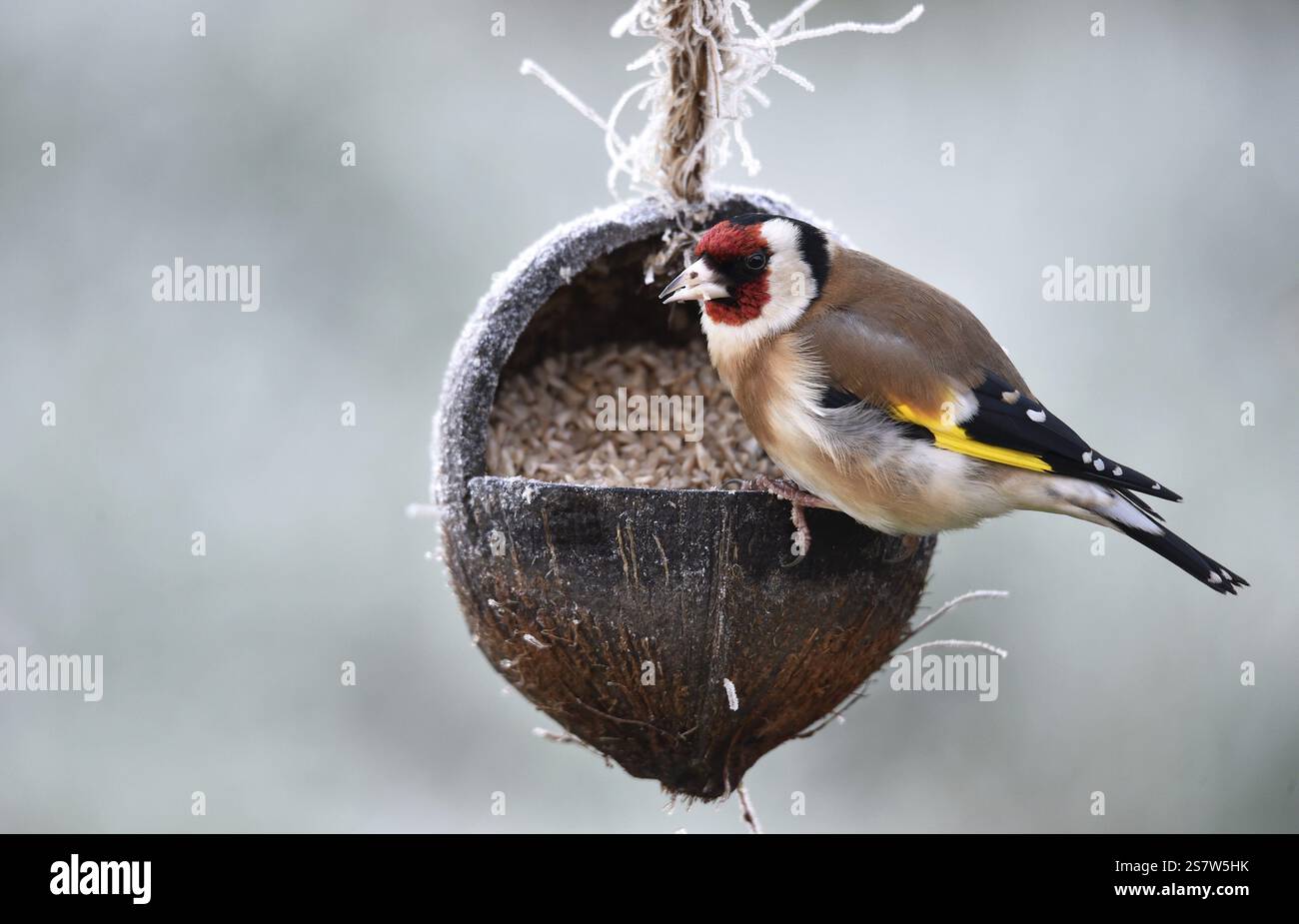 Goldfinch, Goldfinch, (Carduelis carduelis) mange des graines de tournesol d'une noix de coco par temps glacial Banque D'Images