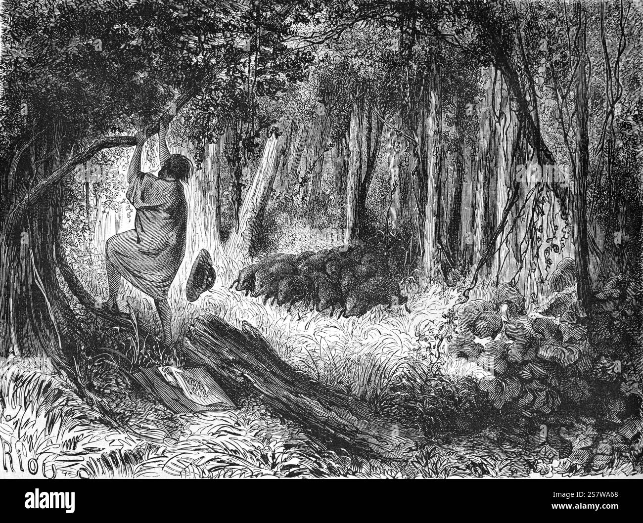 L'homme péruvien s'échappe de la famille, du troupeau ou du Sounder des peccaries, des peccaries à collet ou des Musk Hogs, Dicotyles tajacu, alias Javelina, Saino, Taitetu, Baquiro ou Qent, dans la forêt amazonienne ou Forst tropicale du Pérou en Amérique du Sud. Gravure vintage ou historique ou illustration 1864 Banque D'Images