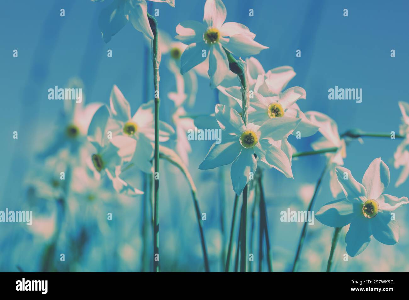 Fond de fleurs. Fleurs de Narcisse sauvages en fleurs. Fond de nature printanière florale. Couleur vintage Banque D'Images