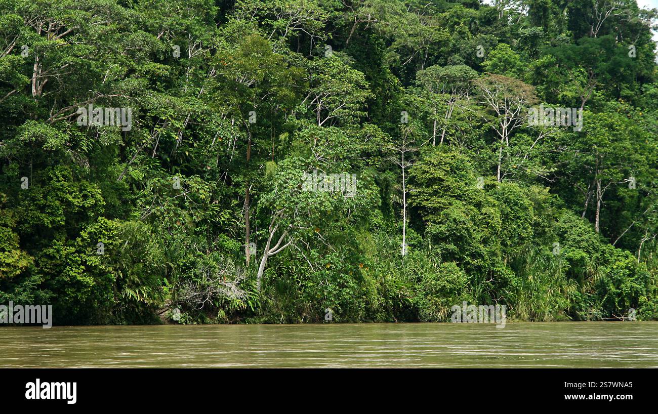 Rivière Napo, forêt tropicale humide, feuillage varié, bassin de la rivière Napo, Amazonie, Equateur, Amérique Banque D'Images
