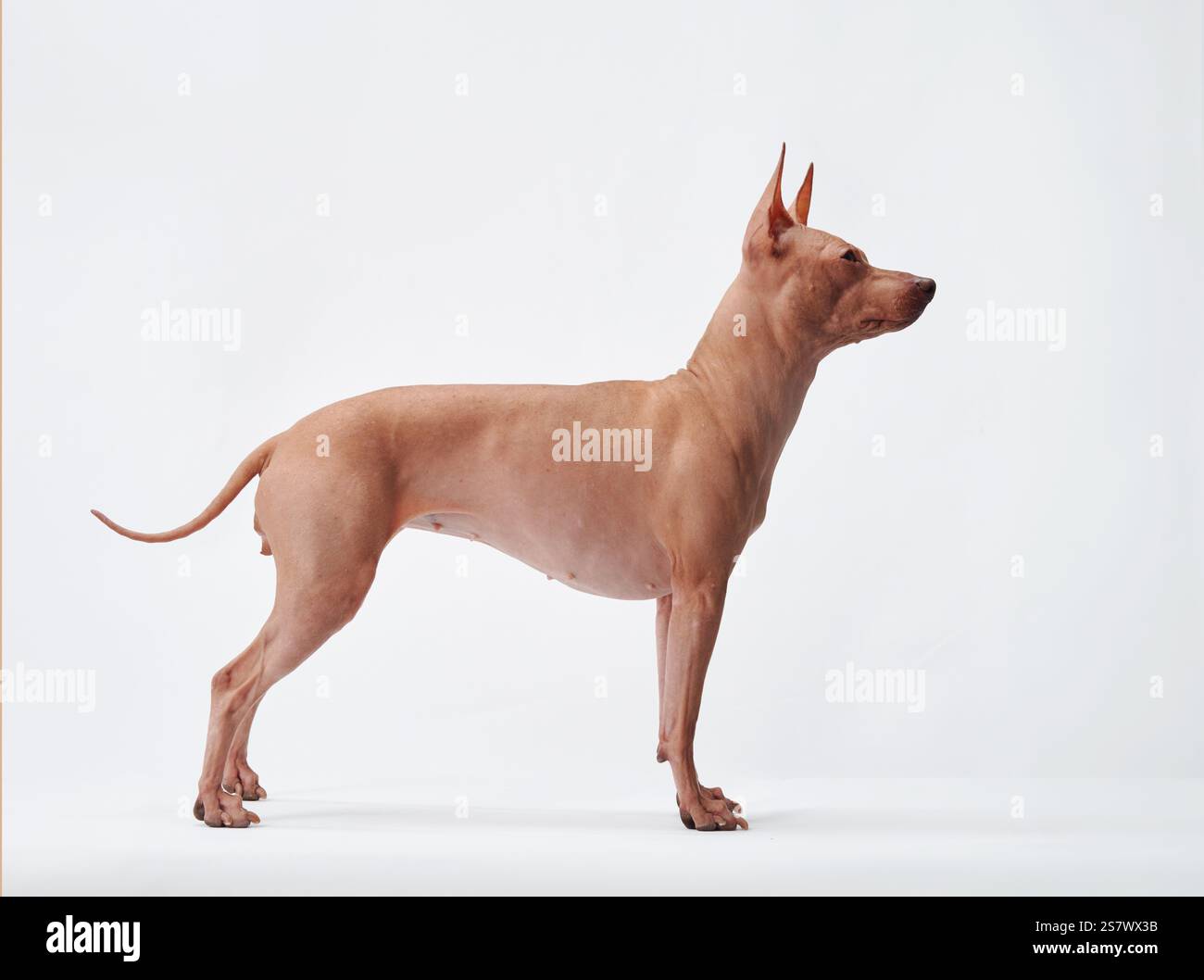 Une vue latérale complète du corps d'un terrier sans poils américain sur un fond blanc, montrant le chien peau lisse et mince. Banque D'Images