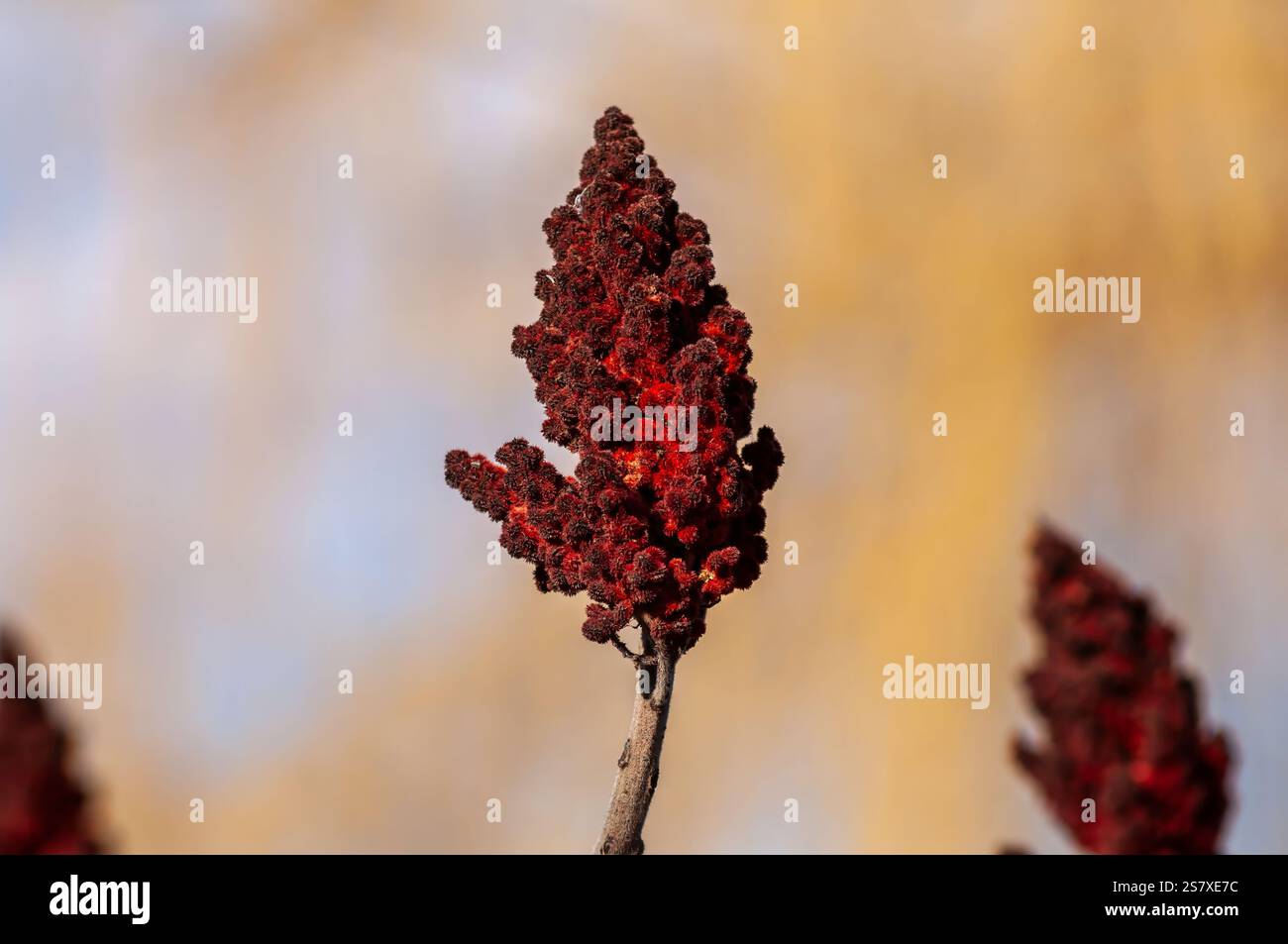 Gros plan du fruit du Rhus, sumac avec ses graines rouge vif, utilisé comme épice dans les plats culinaires. Banque D'Images