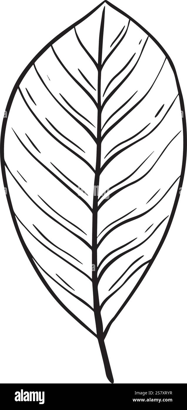 Il s'agit d'un simple dessin au trait d'une feuille, ce qui est idéal pour représenter la nature, la durabilité et les conceptions botaniques. Graphiques dessinés à la main pour la conception de sites Web, articles, livret, étiquette ou publicité. Illustration de Vecteur