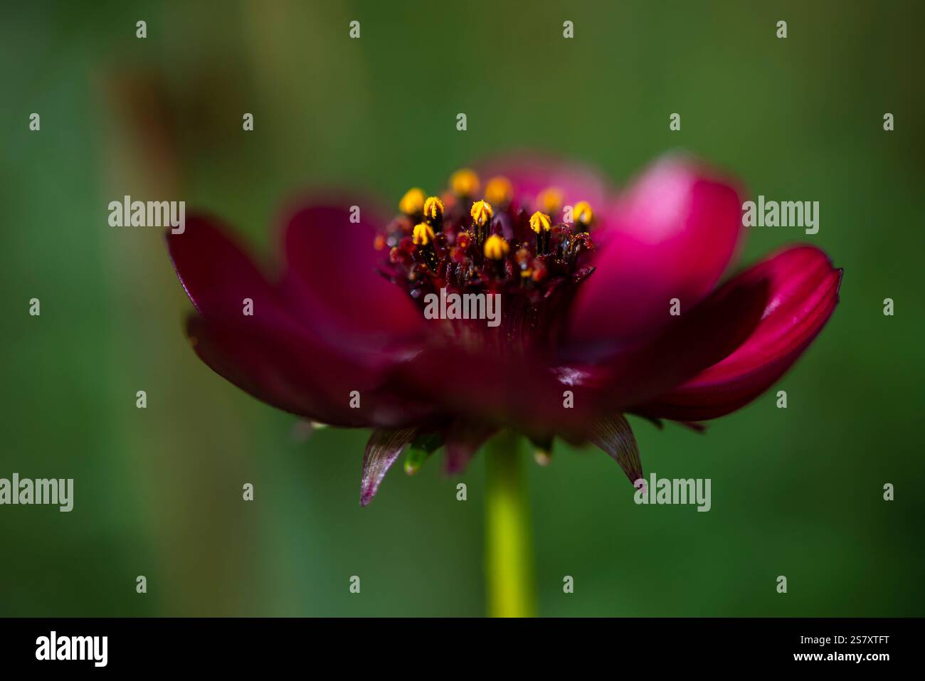 Gros plan d'une fleur de Cosmos au chocolat. Cosmos Atrosanguinea avec des pétales de marron profond floraison à la fin de l'été. Banque D'Images