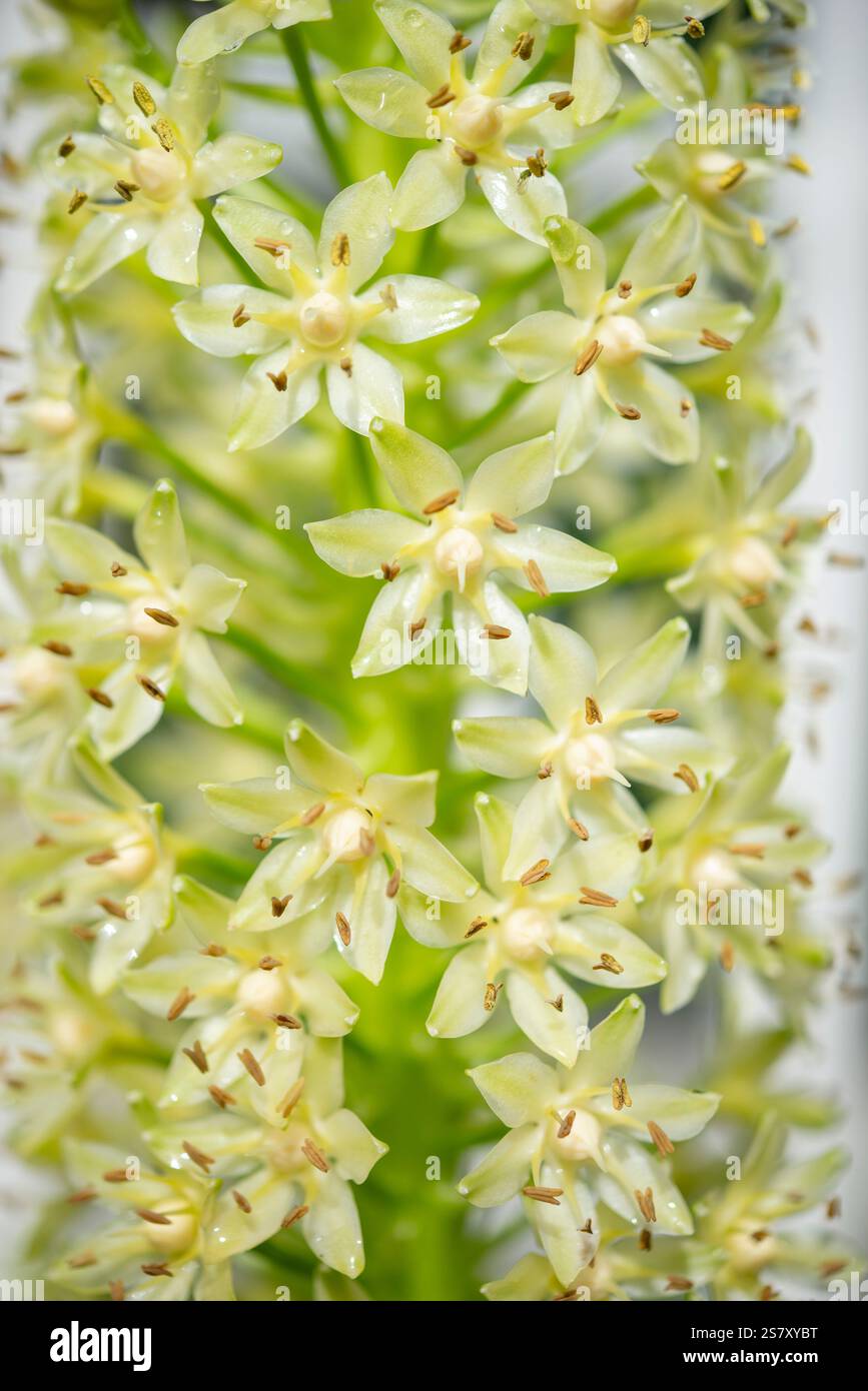 Gros plan de la tête de fleur d'Eucomis également connue sous le nom de fleur d'ananas ou ananas Lily. Banque D'Images