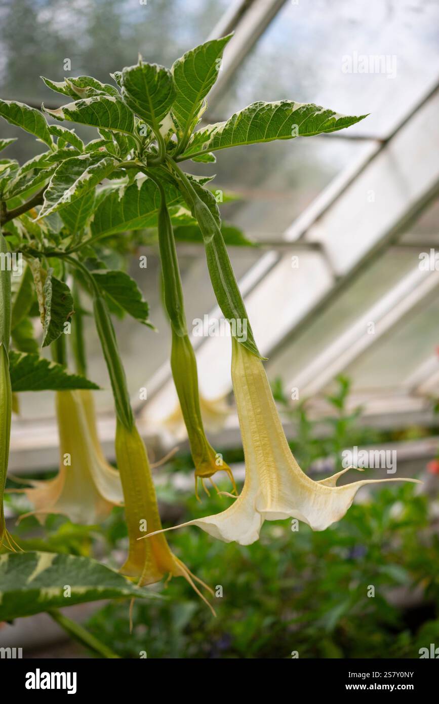Forme panachée de Brugmansia (trompette Angels) avec d'énormes fleurs suspendues en jaune pâle. Banque D'Images