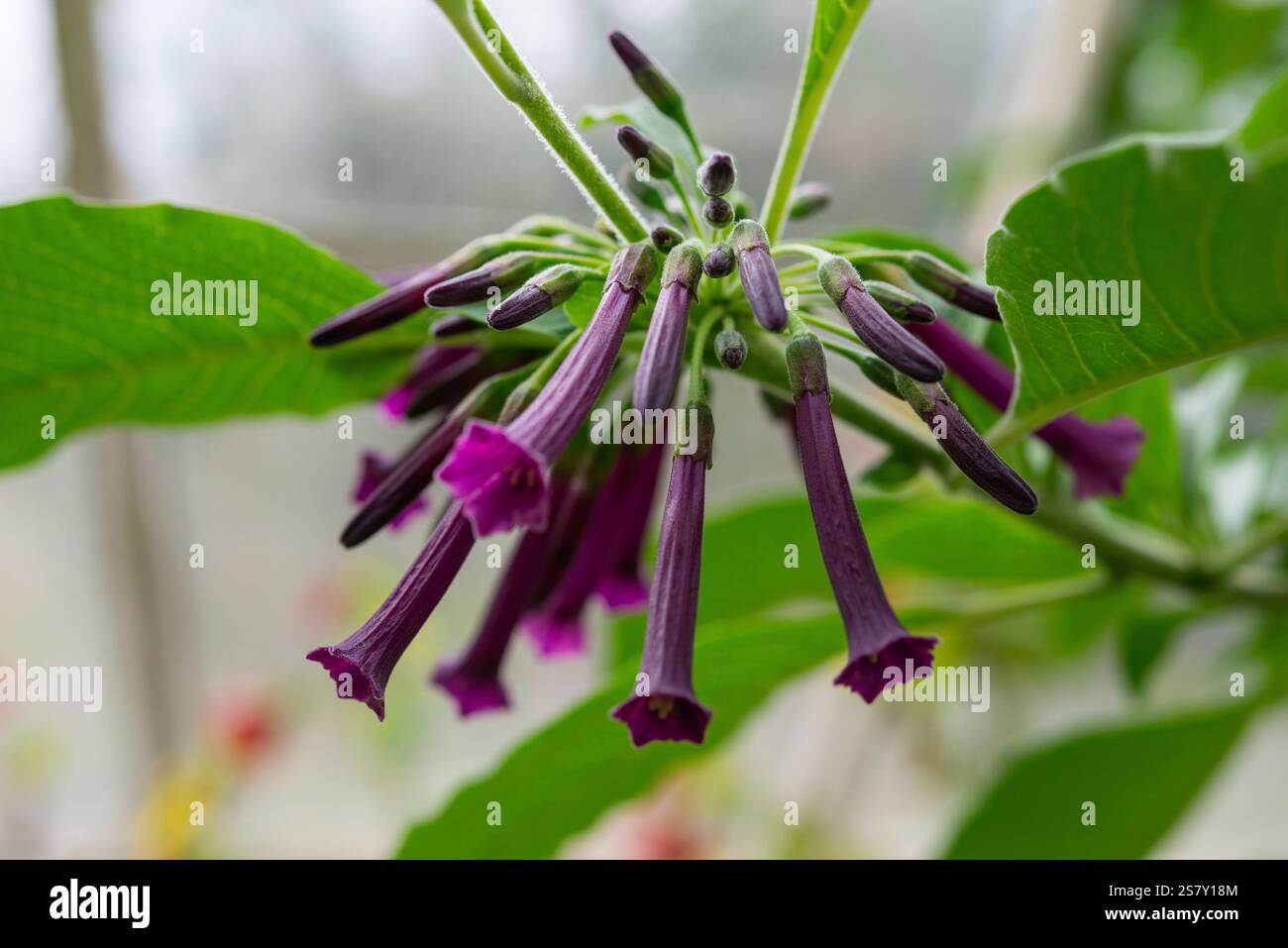 Iochroma Cyaneum 'Purple' une plante arbustive tendre avec des fleurs tubulaires en été. Banque D'Images
