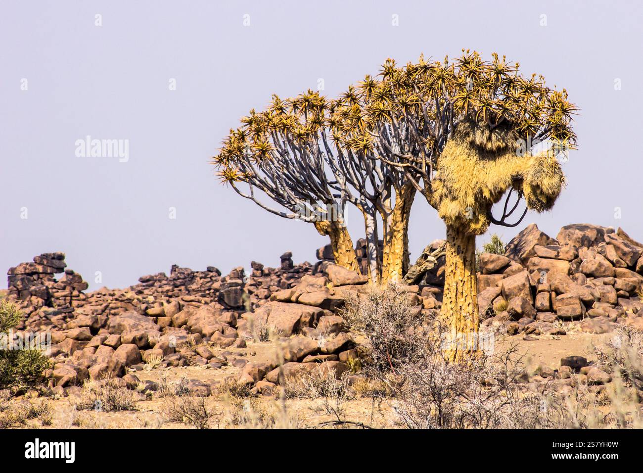 Trois arbres Quiver, Aloidendron dichotomum, dont un avec un tisserand social, sur une crête rocheuse, juste à l'extérieur de Keetmanshoop, Namibie. Banque D'Images