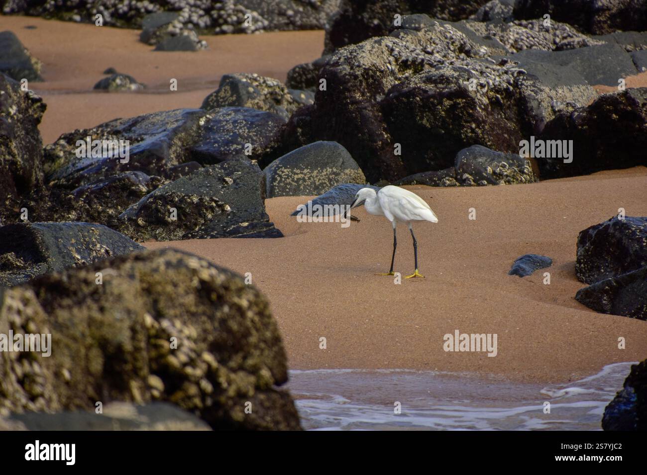 Une petite aigrette se dresse sur la plage avec un poisson dans son bec. Banque D'Images