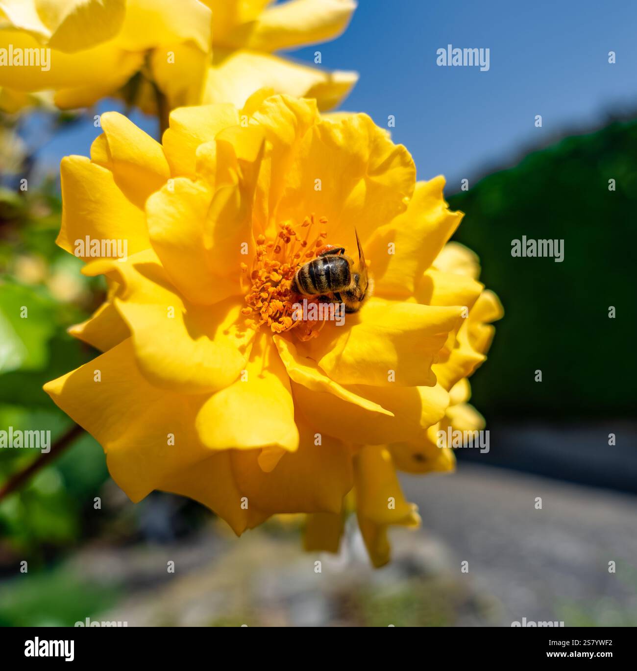 Une fleur jaune avec une abeille dessus. Banque D'Images
