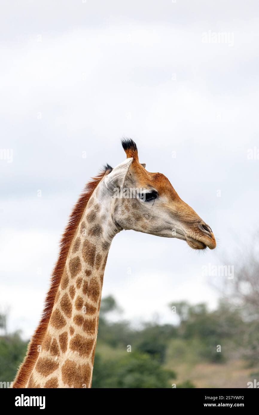 Portrait gros plan, vue latérale de la tête et du cou de girafe, ciel gris, plantes vertes, savane en Afrique Banque D'Images