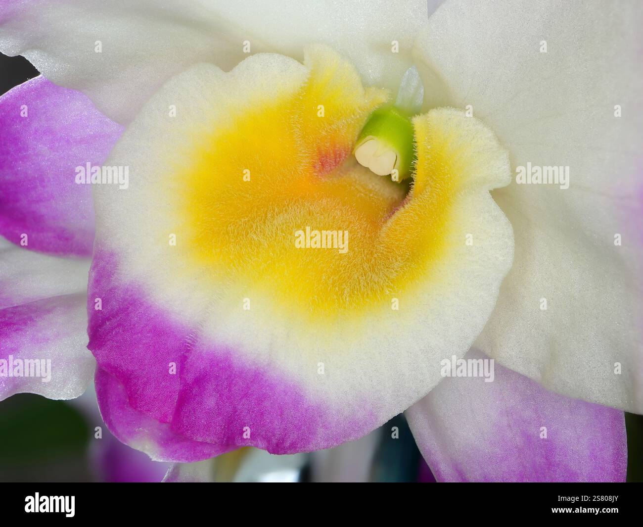 Macro, vue rapprochée d'une fleur de dendrobium d'orchidée, en particulier la lèvre rose, verte, jaune et blanche, la colonne et l'anthère. Banque D'Images