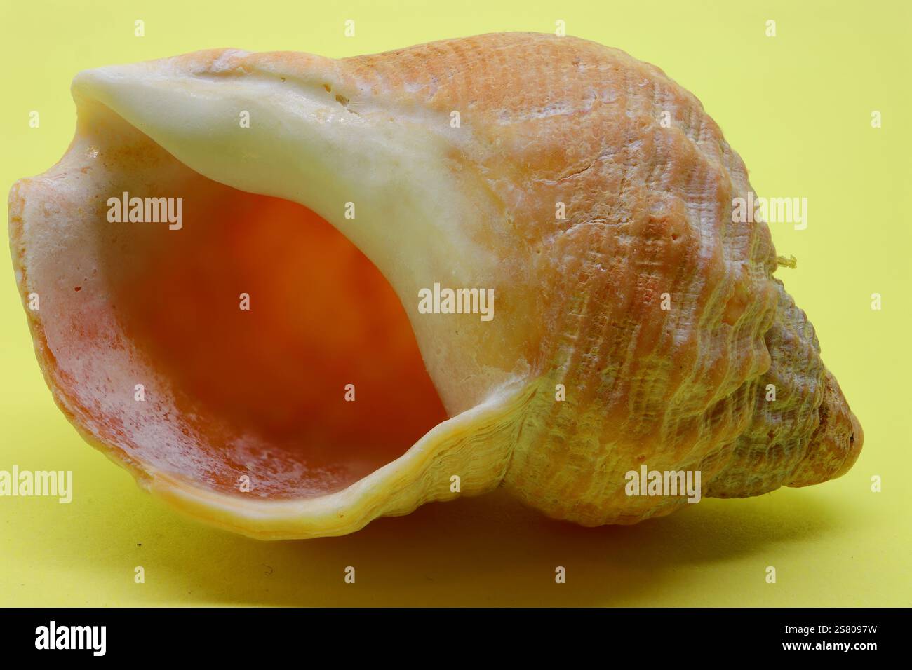 Macro, gros plan studio natures mortes d'une coquille de bucco commune. Nuances d'orange, jaune, marron et blanc. Banque D'Images