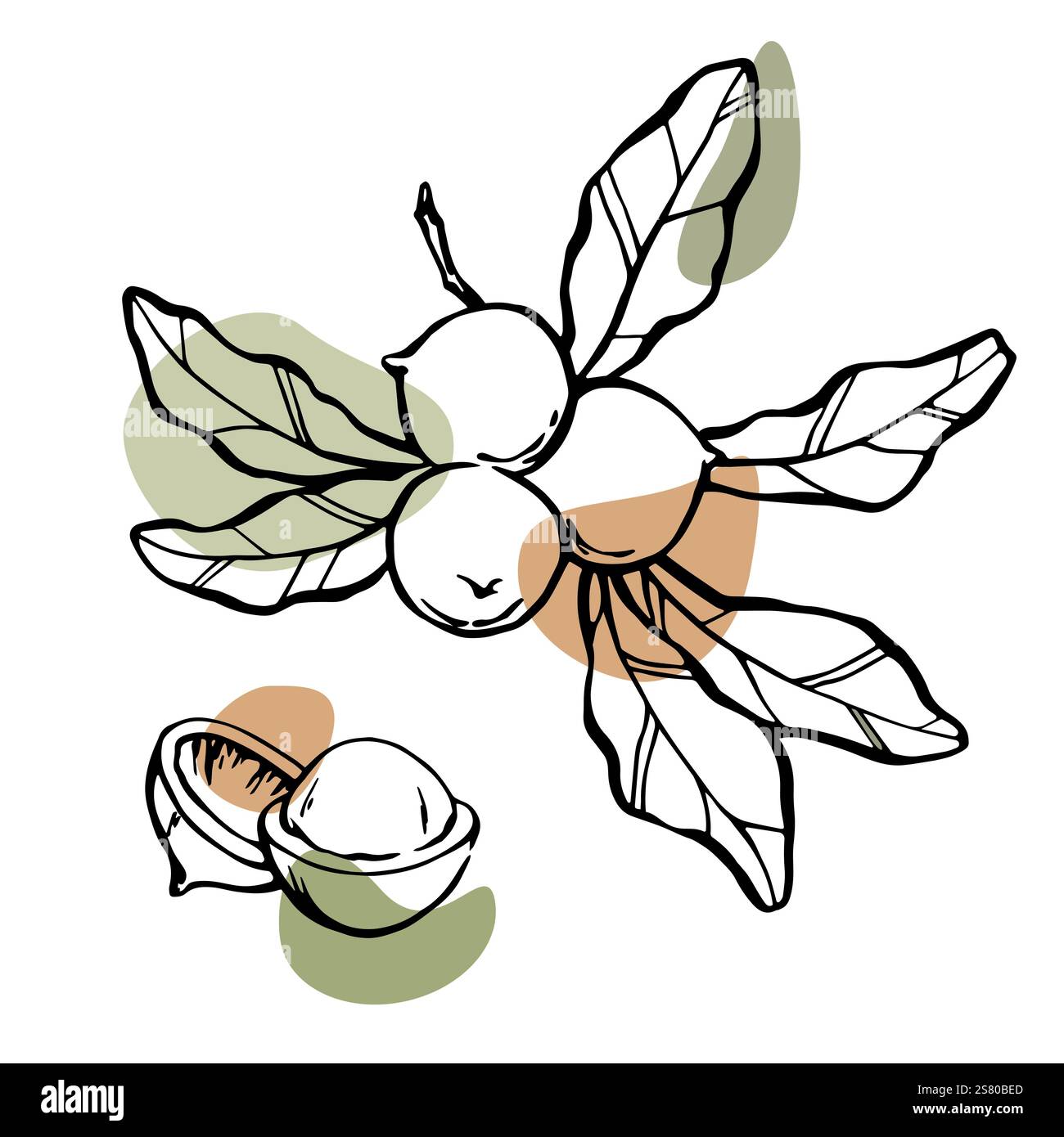 Noix de macadamia dessin de contour noir avec des taches de couleur abstraites Illustration de Vecteur