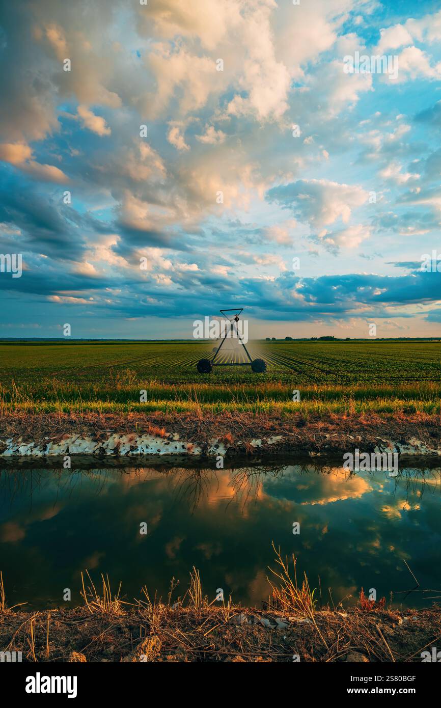Culture de soja (Glycine max) irrigation des champs de semis, arroseurs agricoles arrosant les plantes en plantation au coucher du soleil, foyer sélectif Banque D'Images