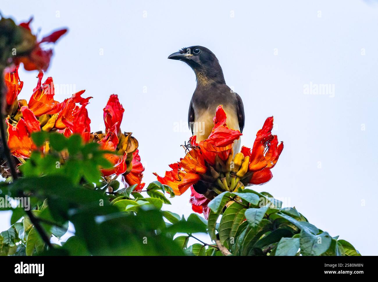 Un Jay brun (Cyanocorax morio) perché sur des fleurs rouges de la tulipe africaine (Spathodea campanulata). Guatemala, Amérique centrale. Banque D'Images