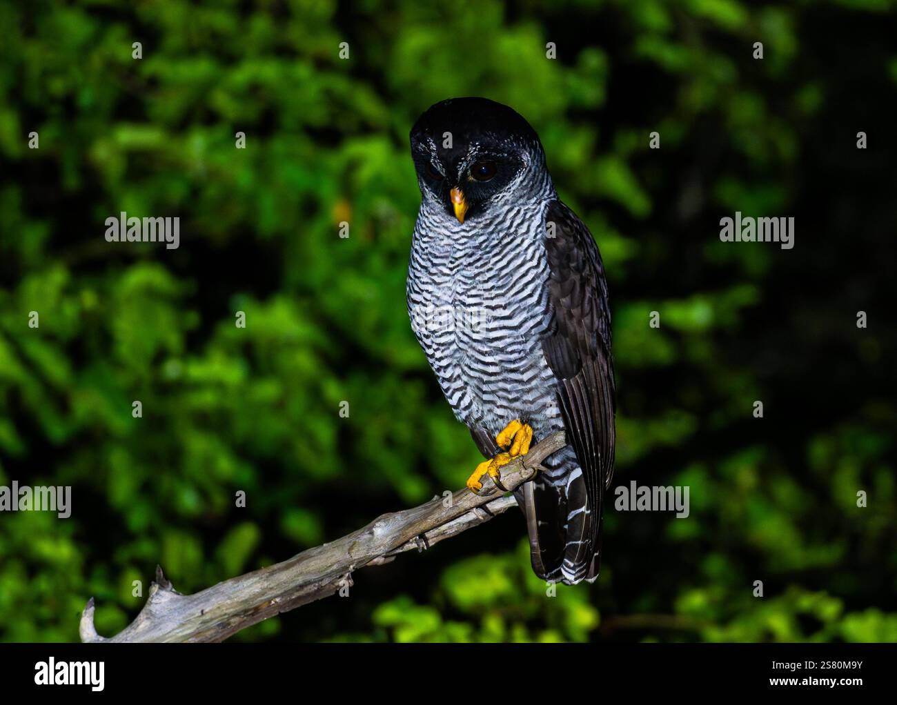 Une chouette noire et blanche (Strix nigrolineata) perchée sur une branche la nuit. Guatemala, Amérique centrale. Banque D'Images