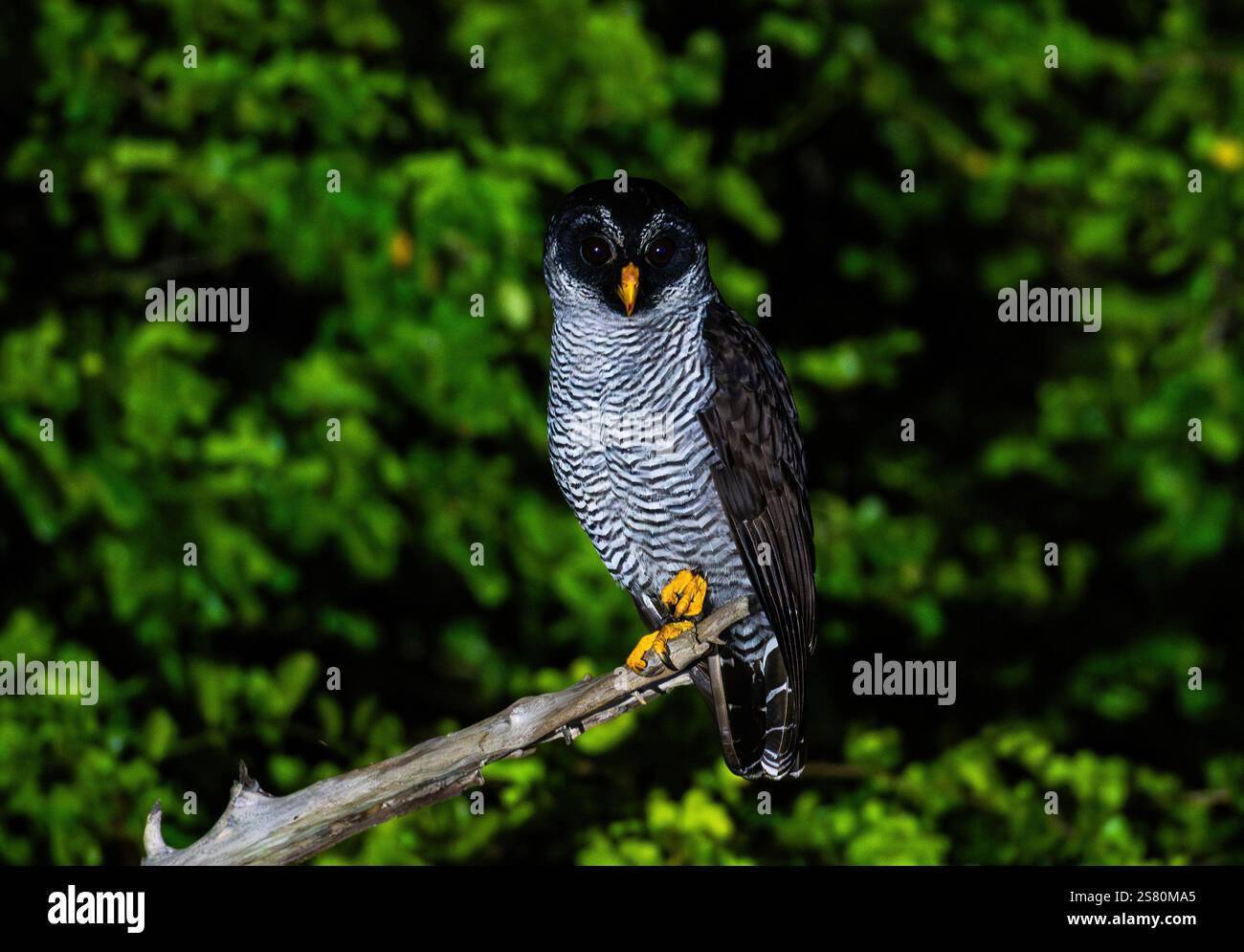 Une chouette noire et blanche (Strix nigrolineata) perchée sur une branche la nuit. Guatemala, Amérique centrale. Banque D'Images