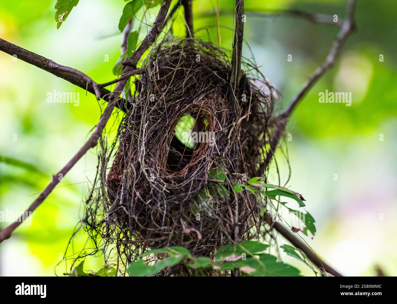 Un nid d'oiseau unique, avec des ouvertures des deux côtés. Guatemala, Amérique centrale. Banque D'Images