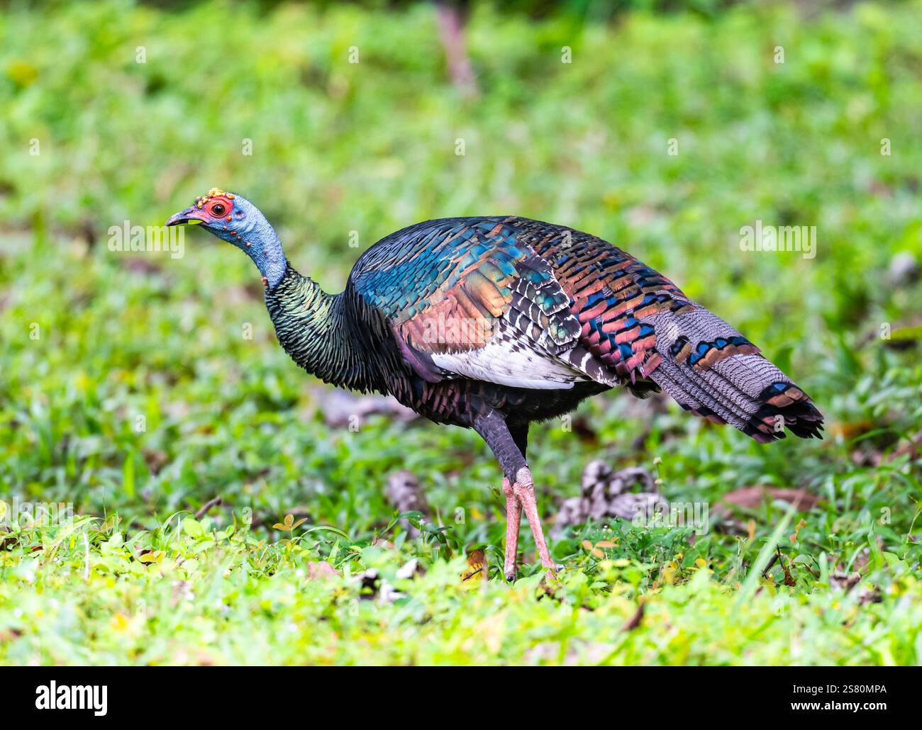 Une dinde ocellée (Meleagris ocellata) se nourrissant d'herbe verte. Parc national de Tikal, Guatemala, Amérique centrale. Banque D'Images