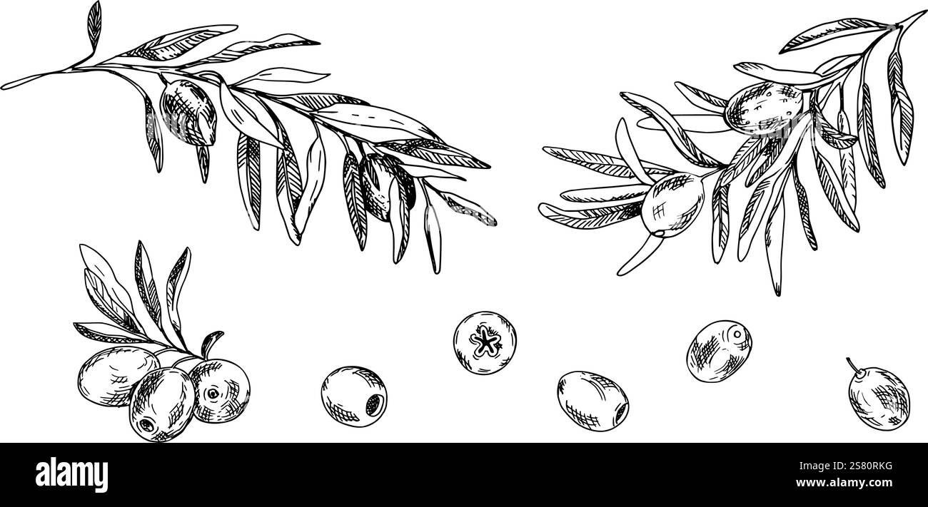 Branches d'olivier et fruits ensemble isolé sur fond. Dessin au trait dessiné à la main, illustration graphique à l'encre. Peut être utilisé pour le menu, les logos et les produits, la nourriture Illustration de Vecteur