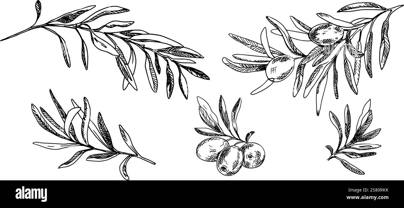 Branches d'olivier et fruits ensemble isolé sur fond. Vecteur dessiné à la main, illustration graphique à l'encre. Peut être utilisé pour le menu, les logos et les produits, la nourriture Illustration de Vecteur