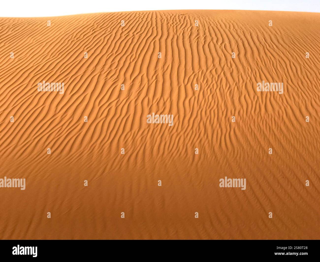 Dune de sable ondulée dans le désert Banque D'Images