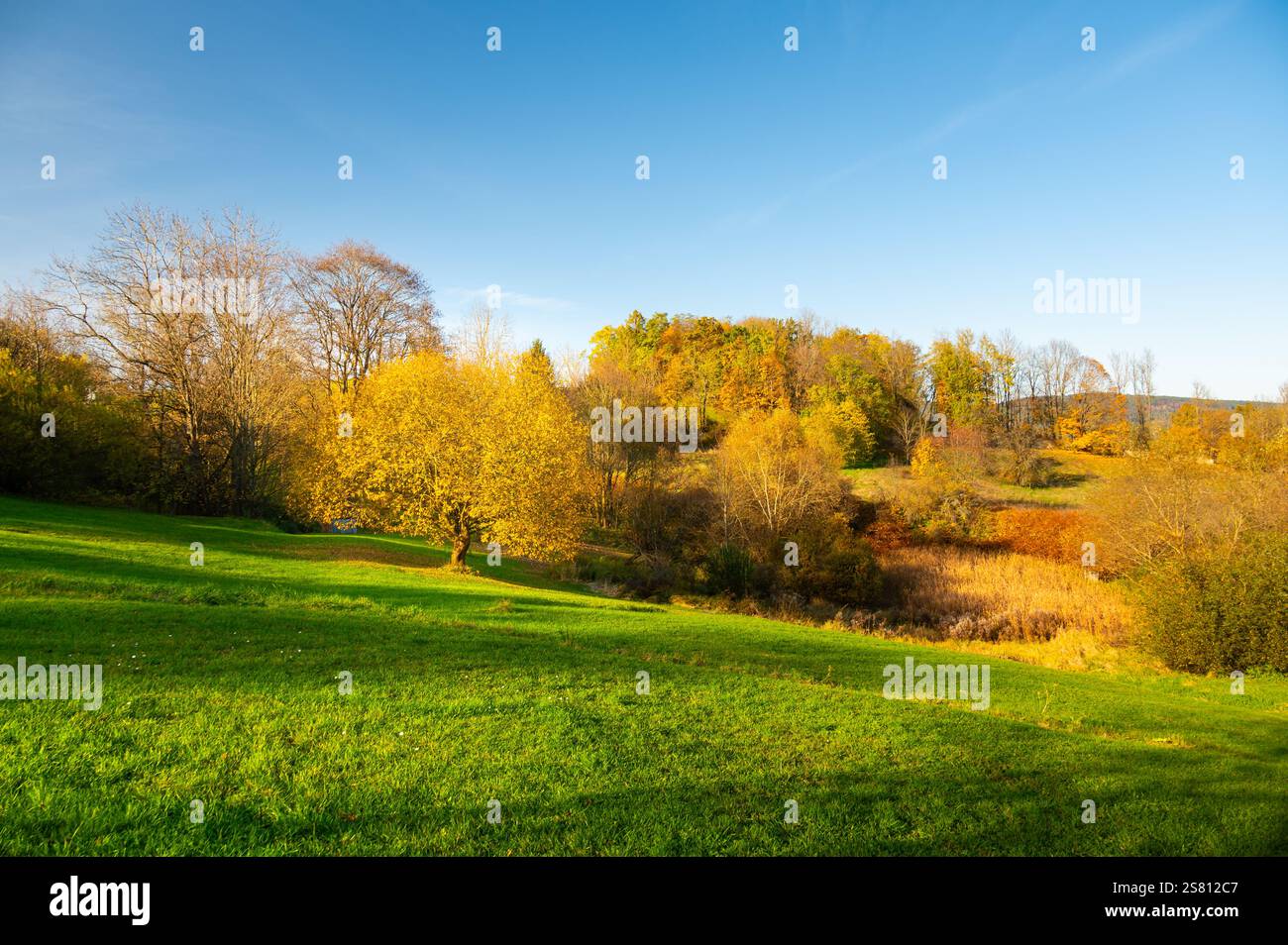Un arbre avec des feuilles dorées qui se distingue dans un paysage d'automne. Les teintes chaudes de l'automne créent un contraste saisissant avec la nature environnante, capturant Banque D'Images