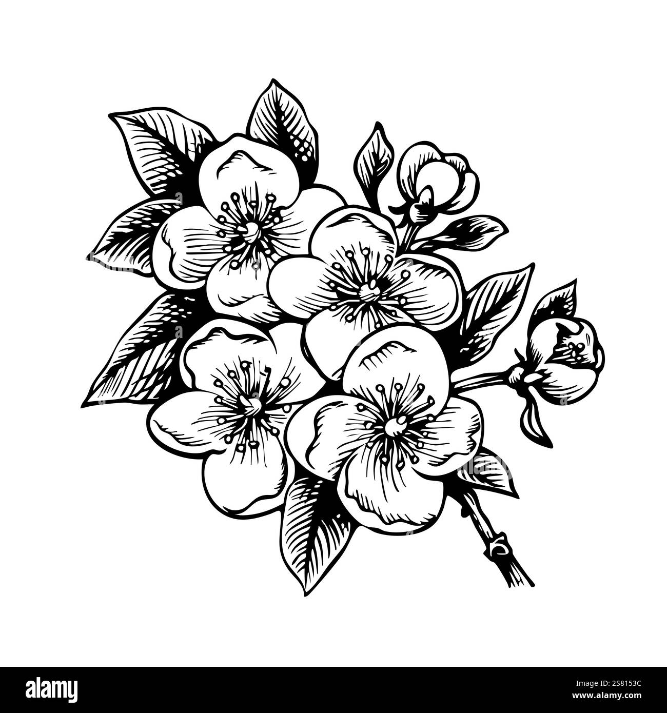 sakura flower line Croquis floral japonais dessiné à la main en fleur de cerisier. Pétale botanique de printemps, feuilles. Illustration vectorielle de plante asiatique Bloom dans le style de contour Illustration de Vecteur