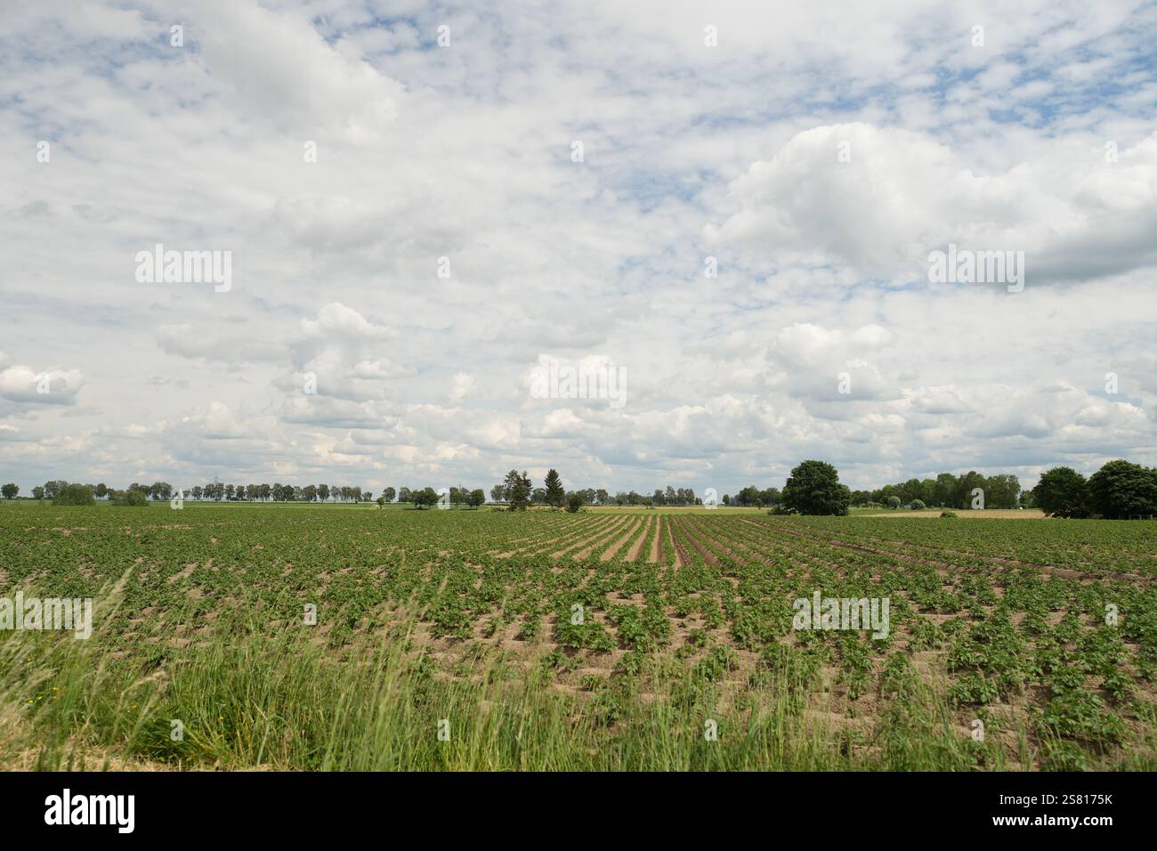 Un champ de cultures est montré avec un ciel nuageux en arrière-plan. Le ciel est principalement nuageux, mais il y a quelques taches de ciel bleu Banque D'Images