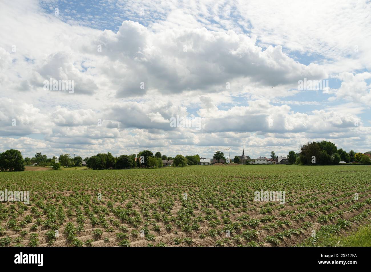 Un champ de cultures est montré avec un ciel nuageux en arrière-plan. Le ciel est principalement nuageux, mais il y a quelques taches de ciel bleu Banque D'Images