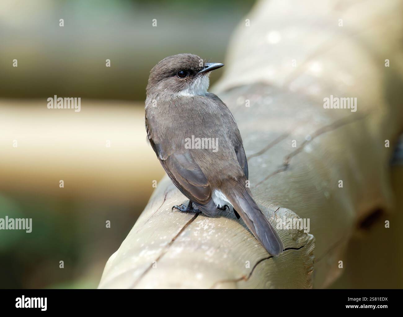 Mouches des marais ou marais alseonax, Gobemouche des marais, Muscicapa aquatica, légykapó, Lulongo, Entebbe, Ouganda, Afrique de l'est Banque D'Images