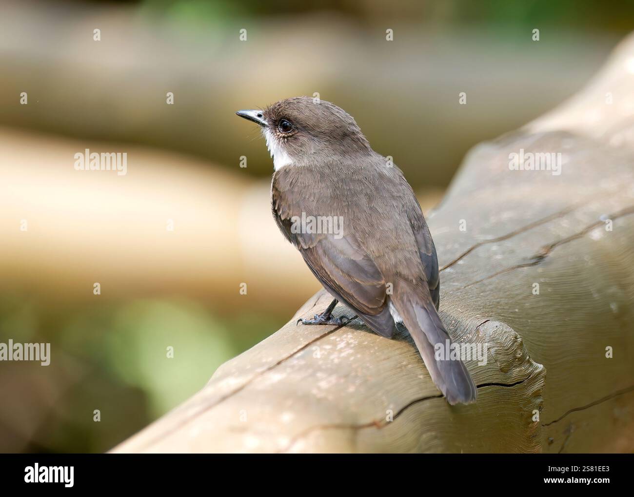 Mouches des marais ou marais alseonax, Gobemouche des marais, Muscicapa aquatica, légykapó, Lulongo, Entebbe, Ouganda, Afrique de l'est Banque D'Images