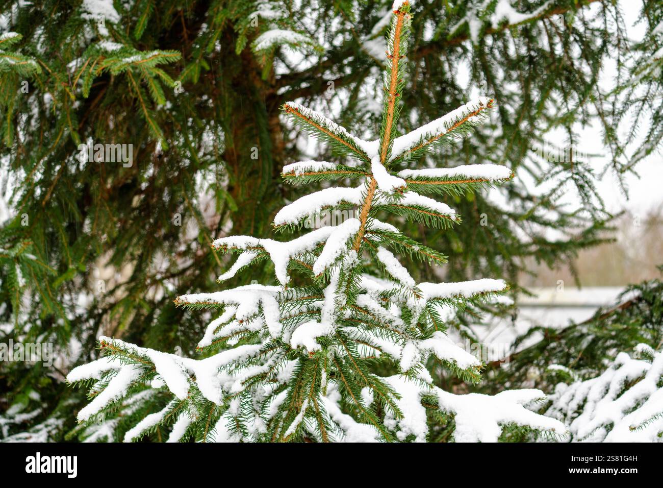Un pin couvert de neige avec une branche couverte de neige. L'arbre est nu et la neige le recouvre Banque D'Images
