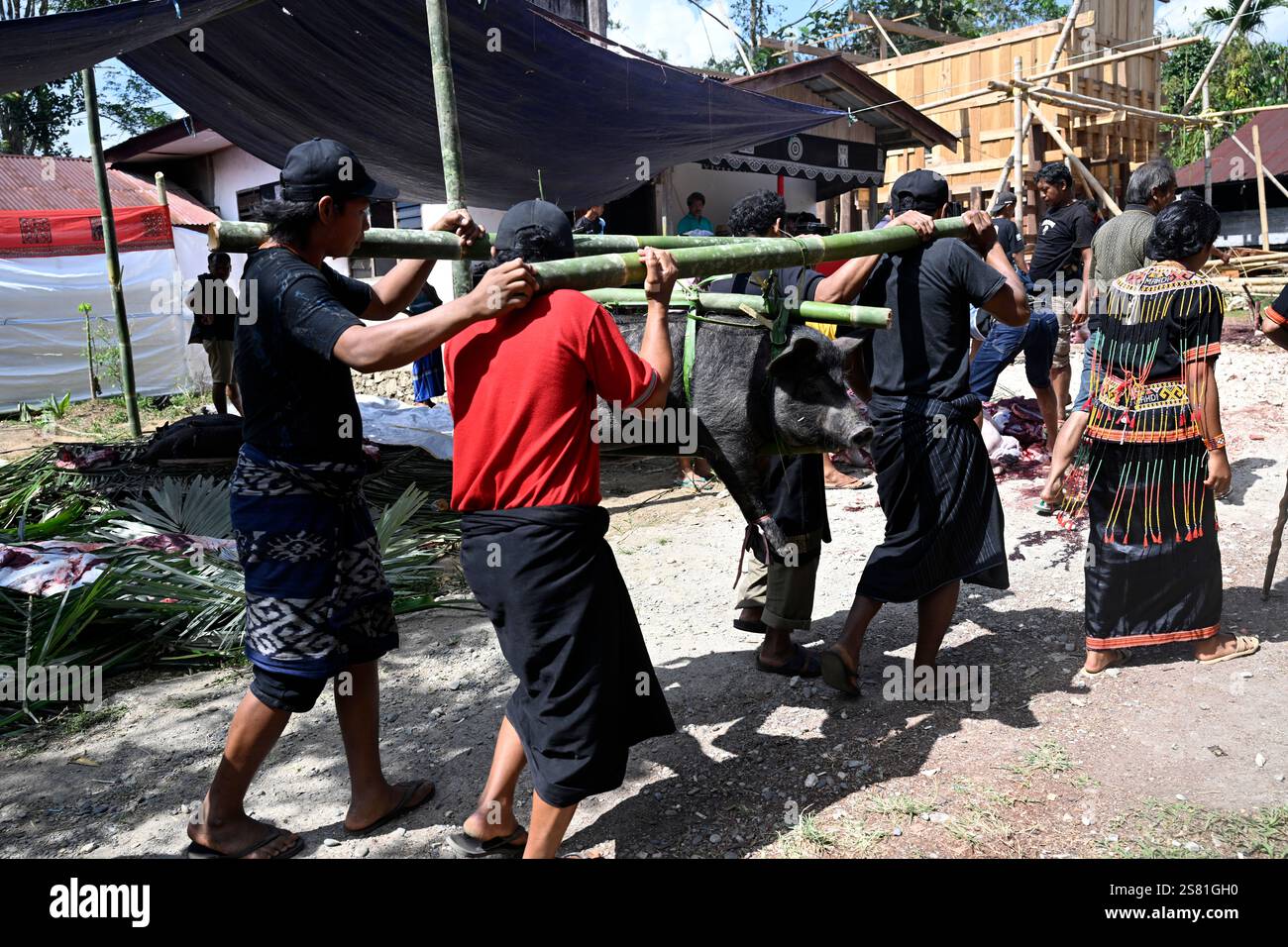 Cérémonie funéraire de Toraja, hommes portant un cochon à abattre, Sulawesi du Sud, Indonésie. Banque D'Images