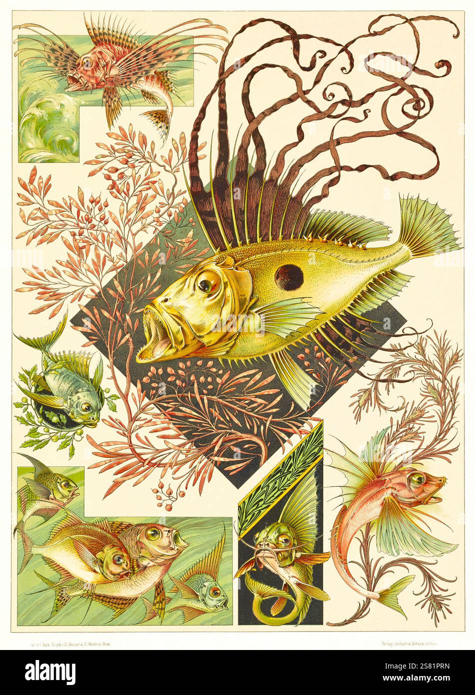 Anton Seder - L'animal dans les arts décoratifs - dessins Art Nouveau complexes - 1896 - Banque D'Images