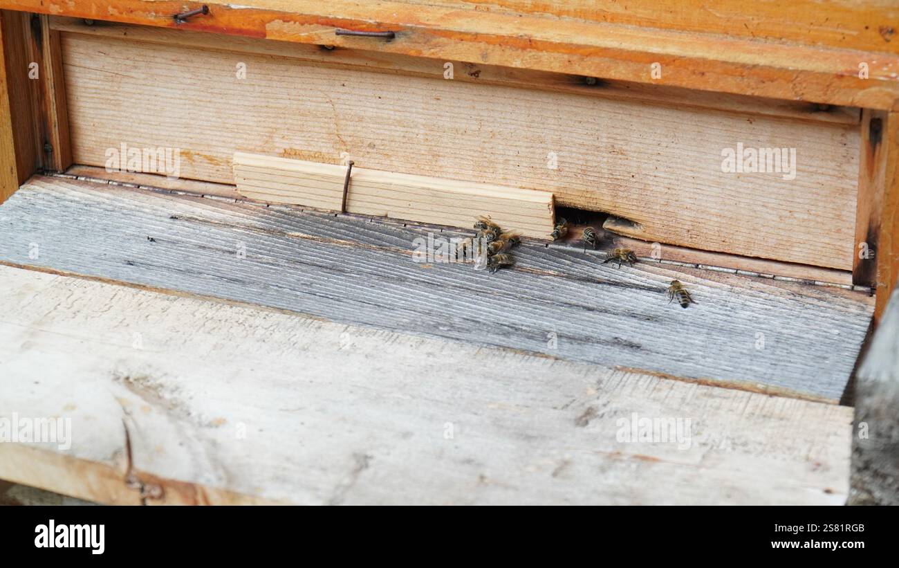 abeilles fabriquant du miel, abeilles ouvrières travaillant pour remplir le nid d'abeilles Banque D'Images