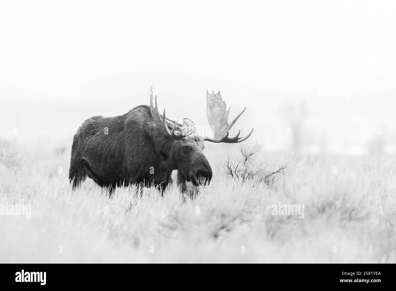 Bull Moose sur les plaines couvertes de sauge. Banque D'Images Bull Moose sur les plaines couvertes de sauge. Banque D'Images